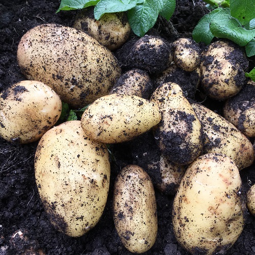 Nicola Seed Potatoes